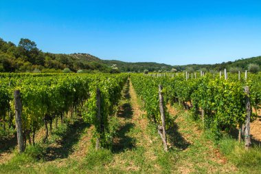  Hırvatistan 'ın Krk adasındaki Vrbnik' teki üzüm bağı. Hırvatistan 'ın Krk adasındaki Vrbnik kırsalındaki üzüm bağları 