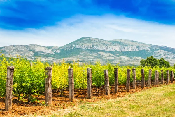 Callejón Largo Del Viñedo Plantación Montaña Fondo Día Verano Soleado — Foto de Stock