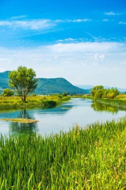 Güzel doğa manzara, çim bankalar arasında Gacka nehri, Hırvatistan Lika bölgesi