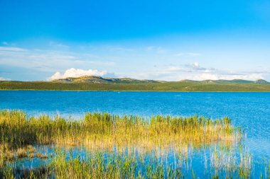 Hırvatistan 'ın Dalmaçya kentinde Vrana Gölü (Vransko jezero) güzel kuşbilim parkı