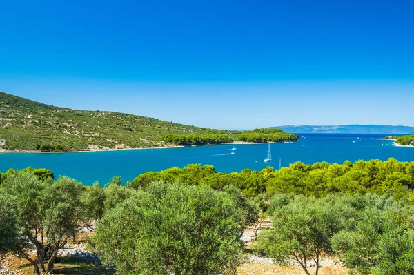 Drzewa Oliwne Panoramiczny Widok Miasto Cres Wyspie Cres Chorwacji Piękny — Zdjęcie stockowe