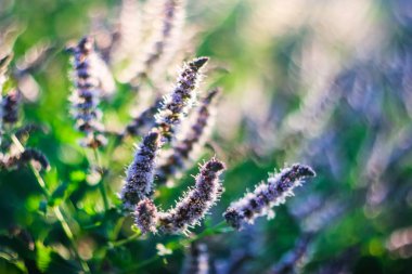 mavi çiçekler (nane) bahçede yeşil bir arka plan üzerinde