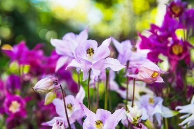 Bahçede mor çiçekler