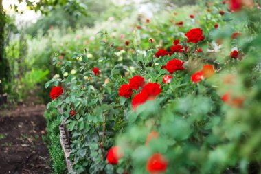 Bahçedeki kırmızı güller