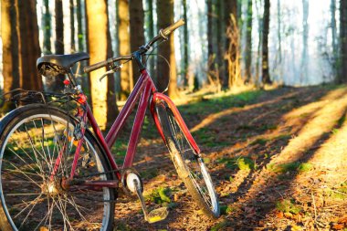 Kırmızı Bisiklet, Bisiklet Ormanda Park. Güneş Kirişli Sabah
