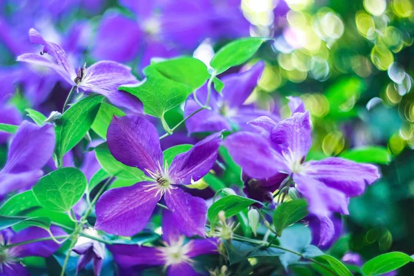 Niebieskie Kwiaty Clematis Tle — Zdjęcie stockowe