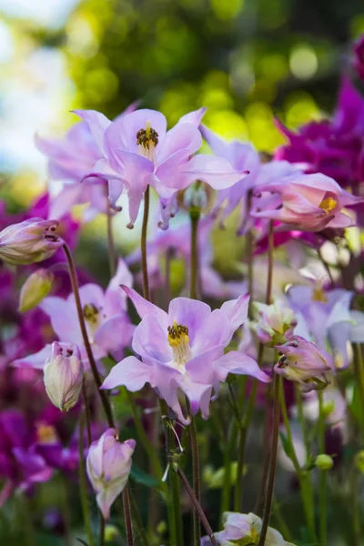 Purpurowe Kwiaty Ogrodzie — Zdjęcie stockowe