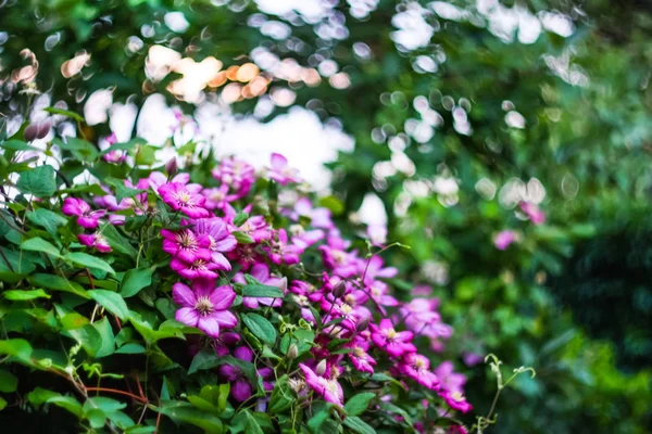 Różowe Kwiaty Clematis Ogrodzie — Zdjęcie stockowe