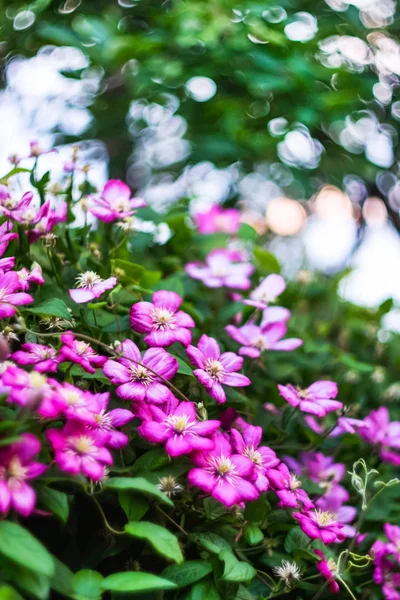 Różowe Kwiaty Clematis Ogrodzie — Zdjęcie stockowe