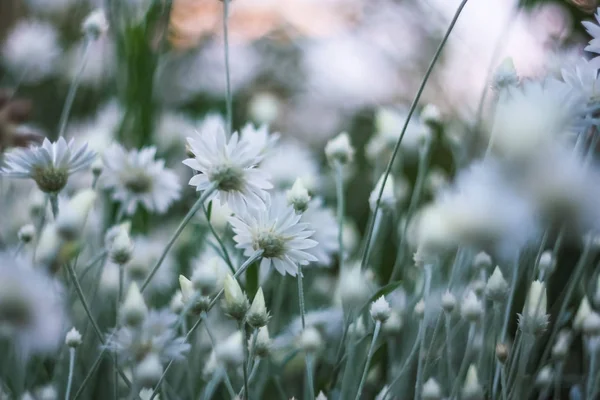 Białe Pola Kwiaty Tle — Zdjęcie stockowe