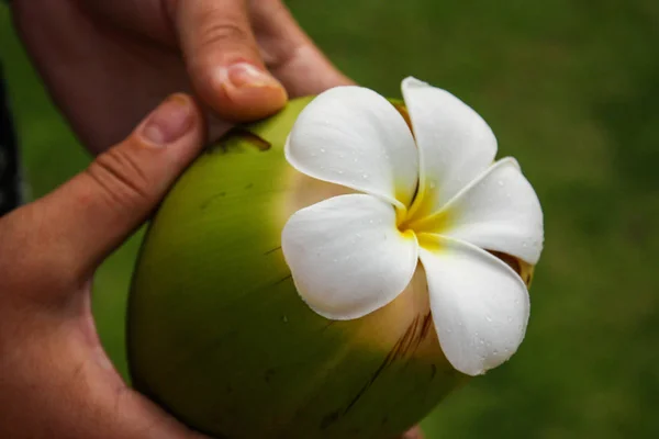 Noix Coco Verte Main Avec Fleur Plumeria Fond Tropical — Photo