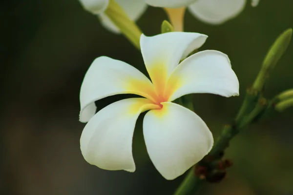 Tropiska Vita Plumeria Blomma Makro — Stockfoto