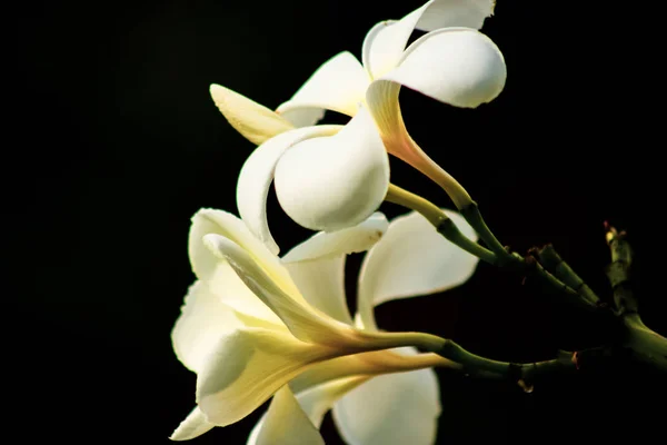 Isolerad Vit Plumeria Blommor Svart Bakgrund — Stockfoto