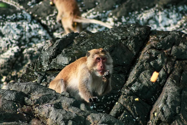 野生猴子在其自然栖息地 — 图库照片