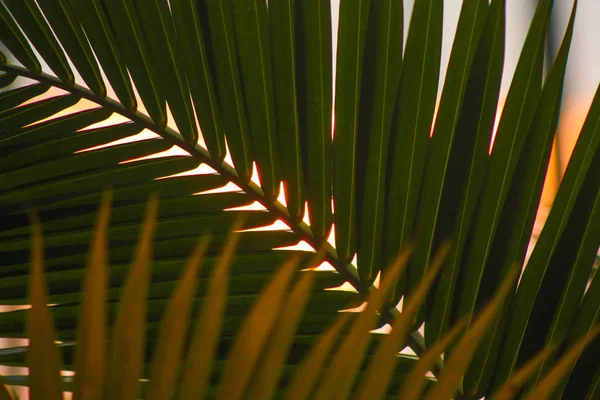 熱帯の背景 日没時のヤシの葉 — ストック写真