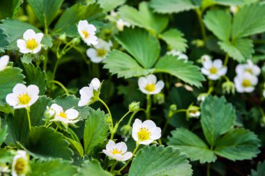 çiçekli çilek bitkiler, beyaz çilek çiçekler