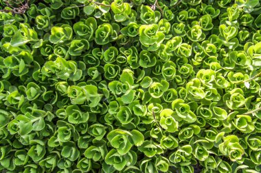 Crassula yeşil bitkiler arka plan, doku