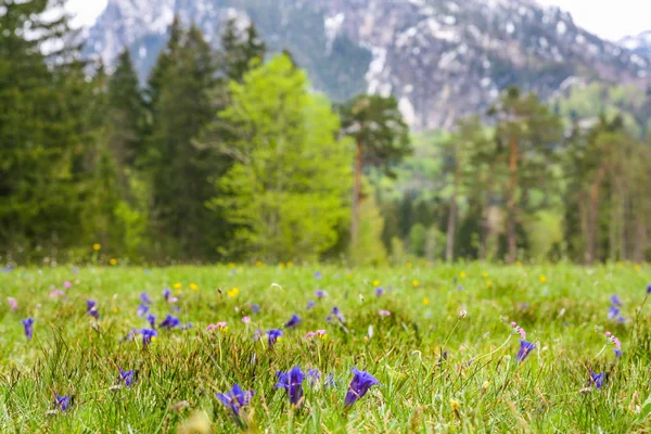 Blommande Blommor Längs Skogsgläntan Bakgrund Träd Och Berg Suddig Bakgrund — Stockfoto