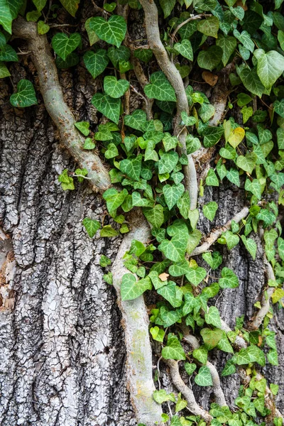 Efeu Webt Auf Der Rinde Eines Alten Baumes Natürlicher Hintergrund — Stockfoto