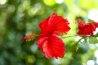 Bokeh ile yeşil bulanık arka plan üzerinde kırmızı tropikal ebegümeci çiçek. Yakın çekim
