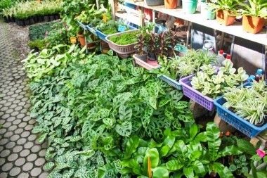 Birçok farklı kapalı saksı bitkileri ve sera / bahçe çiçekleri. Yeşil doğa arka planı.