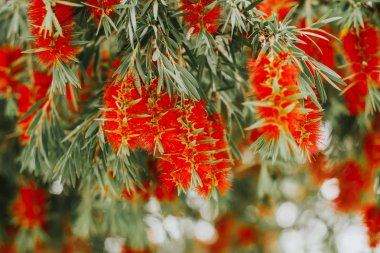 Güzel ve ilginç parlak kırmızı şişe fırçası, Callistemon ağaç çiçekleri / çiçekleri