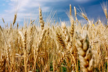 mavi gökyüzü arka plan üzerinde alanında altın buğday kulakları. Yakın çekim