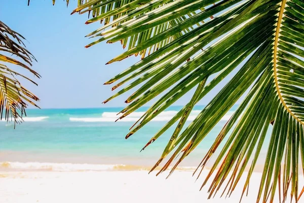 浜辺のヤシの葉 青い海と空の背景 夏休みのコンセプト — ストック写真