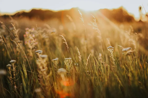 Golden sunrise with wild grass and summer flowers. Close up, blurred background