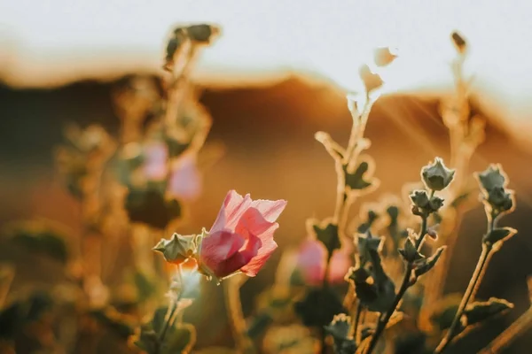 Złoty Wschód Słońca Dzikiej Trawy Letnich Kwiatów Zbliżenie Niewyraźne Tło — Zdjęcie stockowe