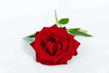 Beyaz arkaplanda izole edilmiş tek güzel kırmızı gül