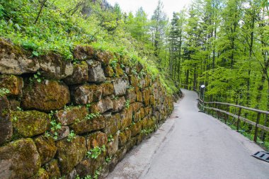 Ormandaki yosunda eski taş duvar. Doğal doku, yeşil arka plan.