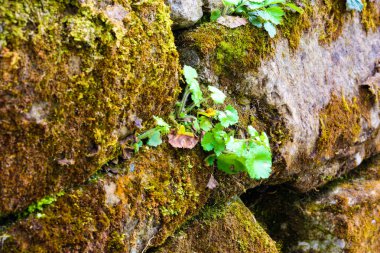 Ormandaki yosunda eski taş duvar. Doğal doku, yeşil arka plan.