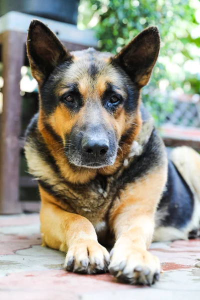 Cão Pastor Alemão Com Olhos Tristes Jaz Quintal Retrato Cão — Fotografia de Stock