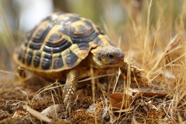 Doğal ortamında arka planda bokeh ile dünya kaplumbağası çekim