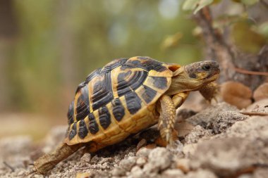 Doğal ortamında arka planda bokeh ile dünya kaplumbağası çekim