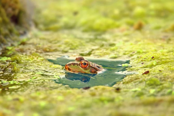 Groda Huvudet Vattenytan Bokeh Bakgrunden — Stockfoto