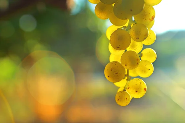 Ramo Uvas Withe Campo Perspectiva Suelo Bokeh Fondo Sur Francia —  Fotos de Stock