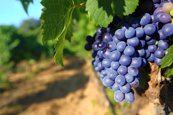 Ramo Uvas Negras Campo Fondo Bokeh Suelo Del Cielo Soleado —  Fotos de Stock