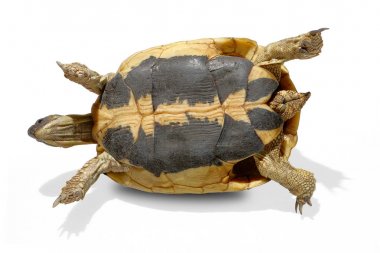 Hermann kaplumbağa d'hermann yürüyüş testudo hermanni izole beyaz arka plan stüdyo aydınlatma profili yan görünüm altında Alt altında kabuk arka tüm tam supine