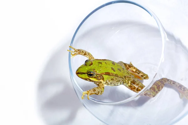 배경에 물고기 그릇에서 탈출하려고 색상의 개구리 — 스톡 사진