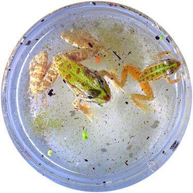 Bilimsel deneyler için laboratuvar kavanozunda yüzen kurbağalar.