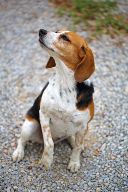 Beagle köpek oturma ve kulakları ileri ve çok etkileyici bir görünüm Bokeh arka plan ile bir portre ile temsil edilen bir iz koklama