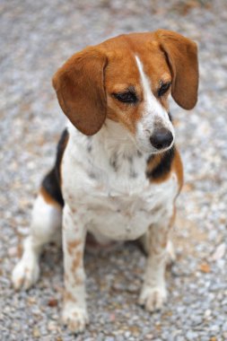 Beagle köpek kulakları ileri ve çok anlamlı bir görünüm Bokeh arka plan ile bir portre ile temsil oturuyor