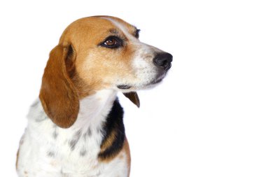 Beagle av köpeği beyaz arka plan üzerinde izole