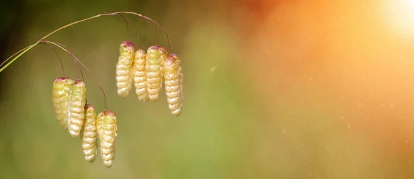 Sfondo Campane Fiori Selvatici Alla Luce Calda Del Sole Estivo Foto Stock