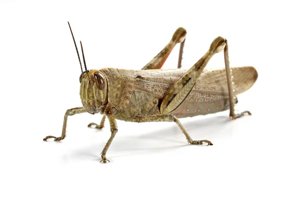 Grasshopper Close White Background Macro Shot — Stock Photo, Image