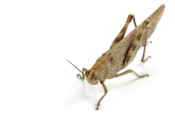 Grasshopper Close White Background Macro Shot — Stock Photo, Image