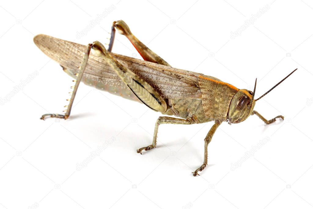 grasshopper close up on white background, macro shot