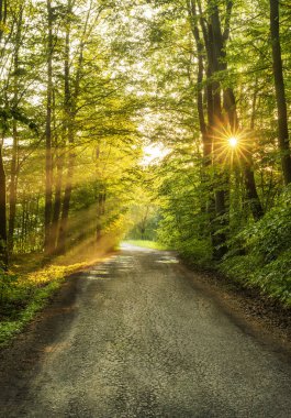 Yaz orman yolu gün batımı güneş ışığı